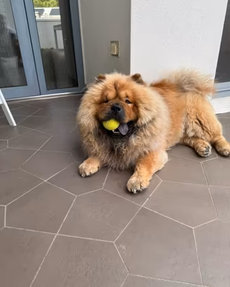 Accoppiamento Chow Chow