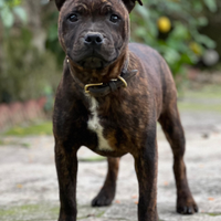 Staffordschire bull terrier