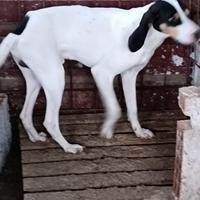 Cane aregeois