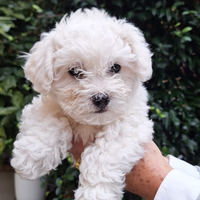 Cucciolo di bichon a poil frise