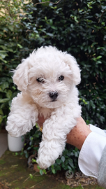 Cucciolo di bichon a poil frise