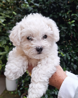 Cucciolo di bichon a poil frise