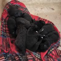 Cuccioli di border collie
