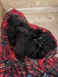 Cuccioli di border collie