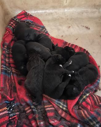 Cuccioli di border collie