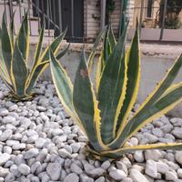 Agave variegata