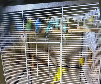 Vend in blocco 20 Cocoriti 7 bengalini 4 insepa
