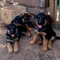 Cuccioli di pastore tedesco