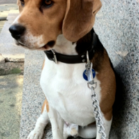 Beagle maschio riproduzione