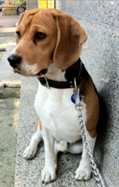 Beagle maschio riproduzione