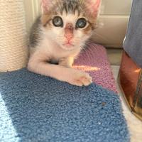 Adozione gattino piccolo 2 mesi