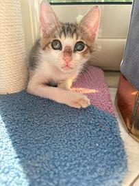 Adozione gattino piccolo 2 mesi