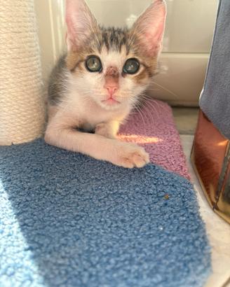 Adozione gattino piccolo 2 mesi