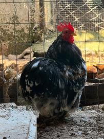 Gallo cocincina nano