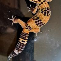 Geco leopardino black night