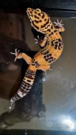 Geco leopardino black night