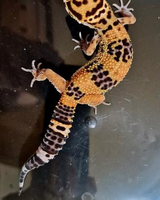 Geco leopardino black night