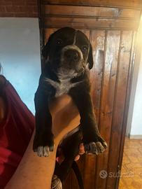 Cagnolini