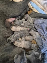 Cuccioli cane corso
