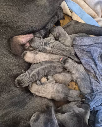 Cuccioli cane corso