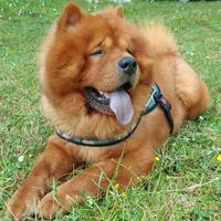 Chow Chow per monta