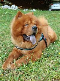Chow Chow per monta