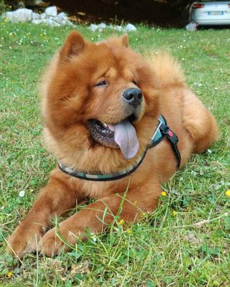 Chow Chow per monta
