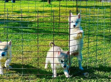 Husky sinerian