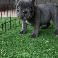 Bulldog francese Salerno