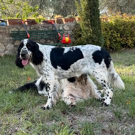 Springer spaniel inglese da compagnia