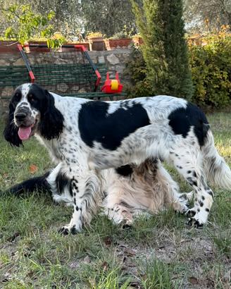 Springer spaniel inglese da compagnia