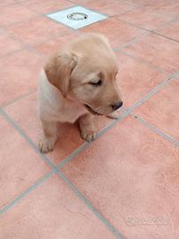 Labrador retriever