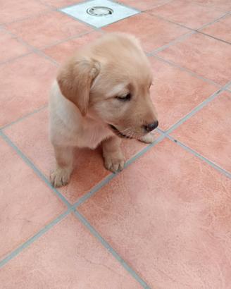Labrador retriever