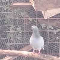 Colombi Ornamentali Capitombolanti di Praga