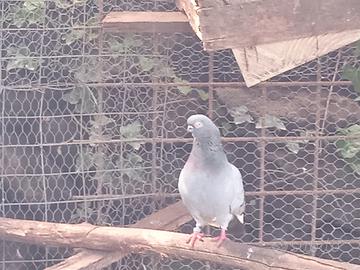 Colombi Ornamentali Capitombolanti di Praga