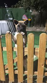 Cucciola di Akita Americano