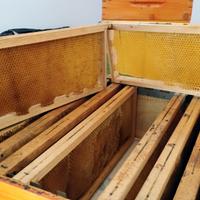 Melari con telai e cera già costruita 