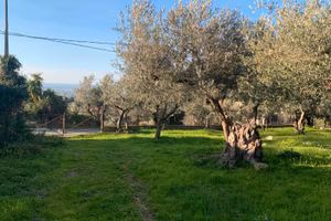 Uliveto secolare