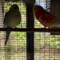 Pappagalli da groppone rosso