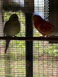 Pappagalli da groppone rosso