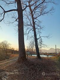 alberi di pioppo