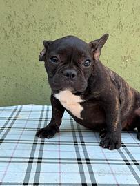 Cuccioli di bulldog francese Neri bridge