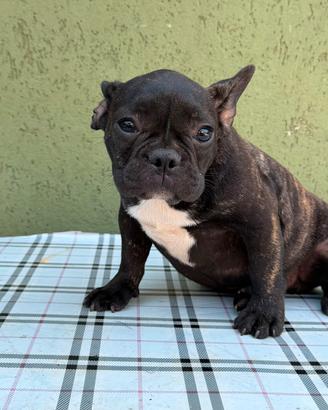 Cuccioli di bulldog francese Neri bridge