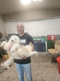 Cuccioli di pastore maremmani