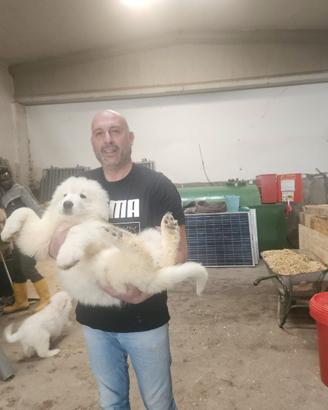Cuccioli di pastore maremmani