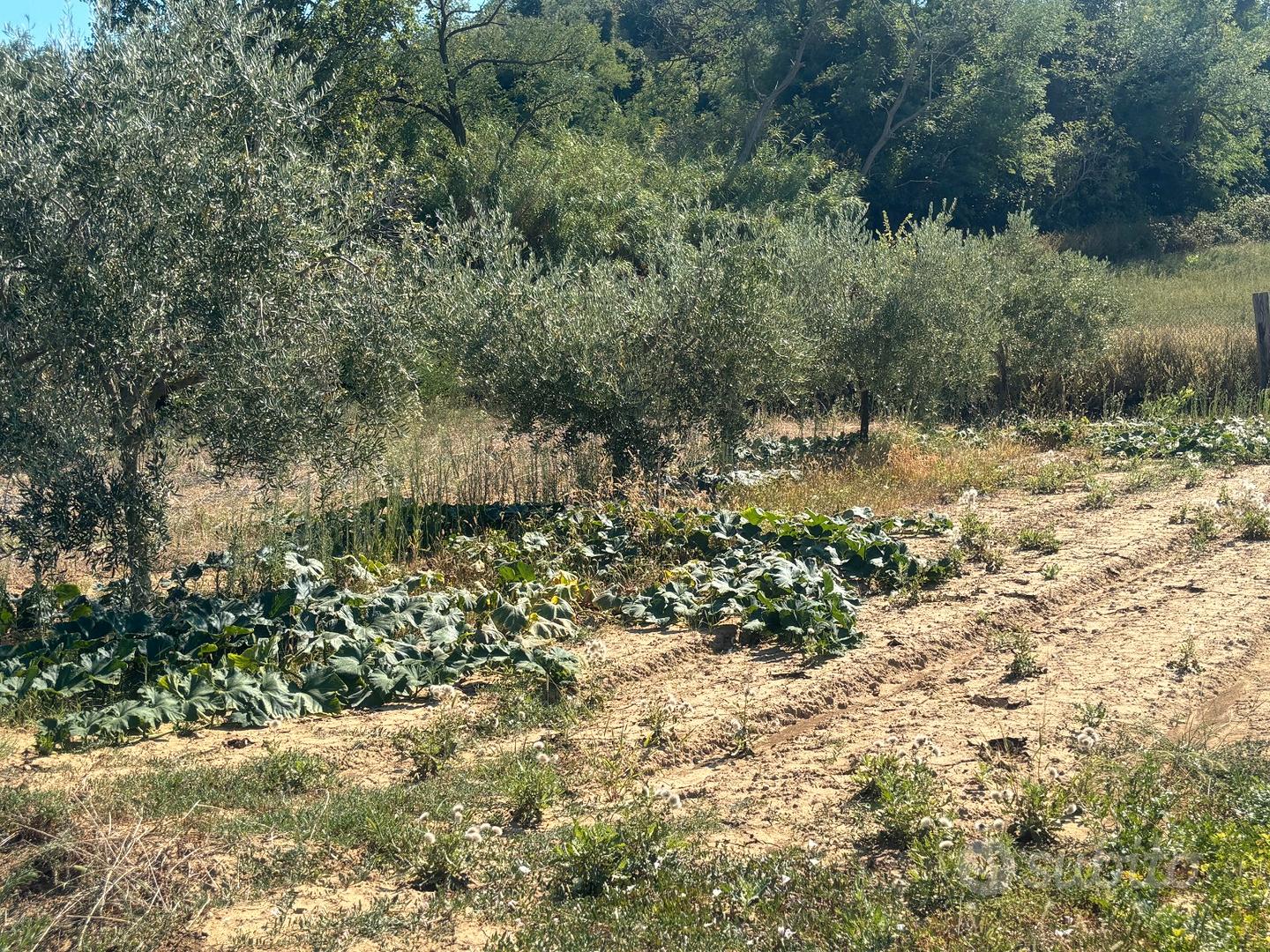 Terreno agricolo a fano - Vista 4