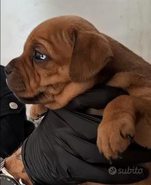 Staffordshire bull terrier cucciola