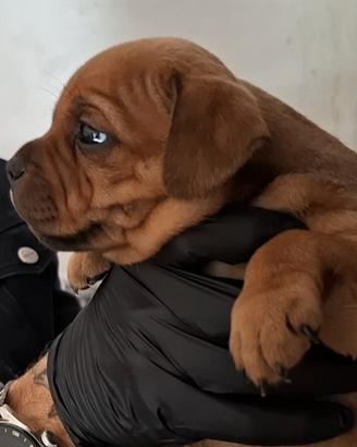 Staffordshire bull terrier cucciola