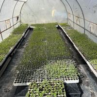 piantine di pomodori, zucchine e melanzane