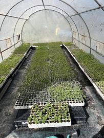 piantine di pomodori, zucchine e melanzane